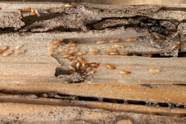 Nokesville, VA Pest Control Company